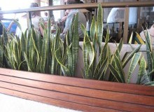 Kwikfynd Indoor Planting
veradilla
