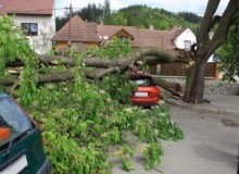 Kwikfynd Tree Cutting Services
veradilla