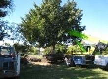 Kwikfynd Tree Management Services
veradilla