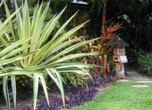 Kwikfynd Tropical Landscaping
veradilla